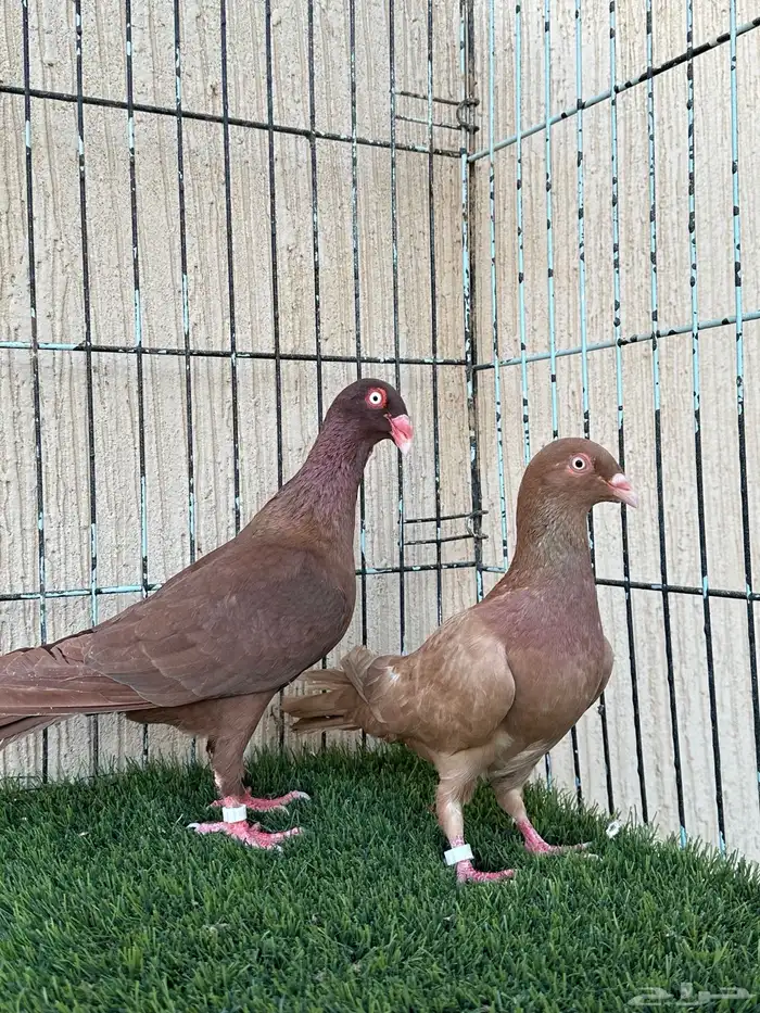 حمام دنش جوز منتج ماشاءالله للبيع 1