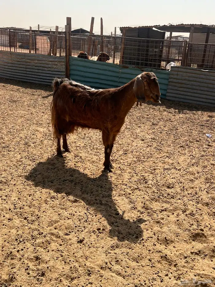 معزا متابيع 8 معها 16 4