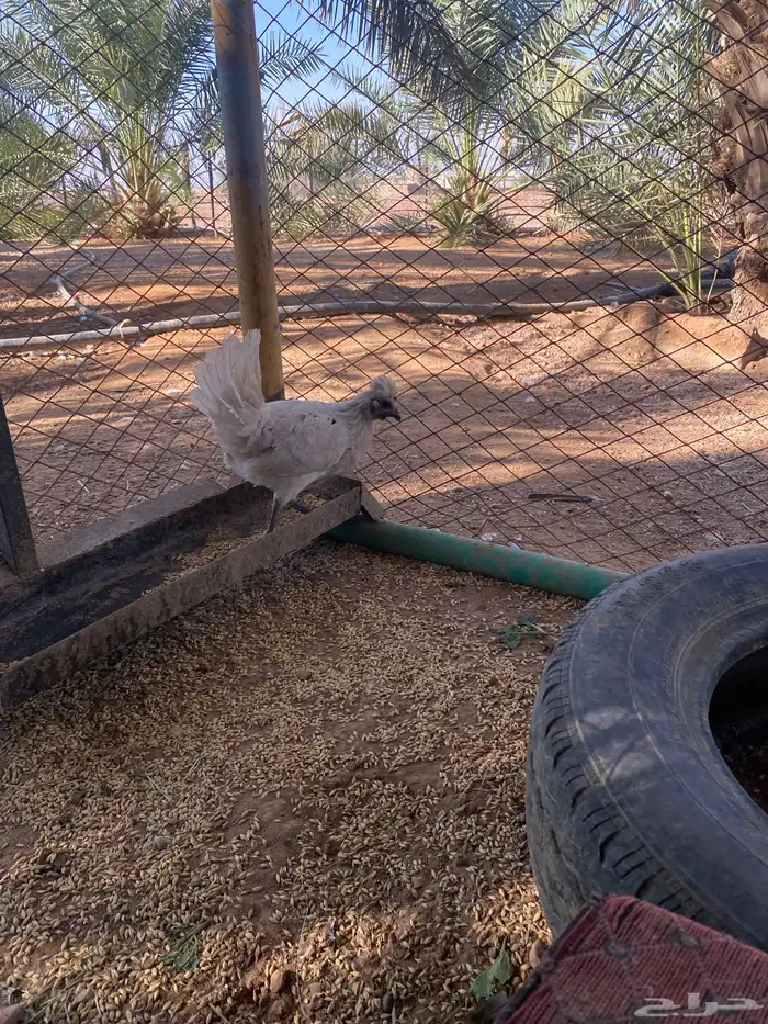 طلب ديك كويتي 2