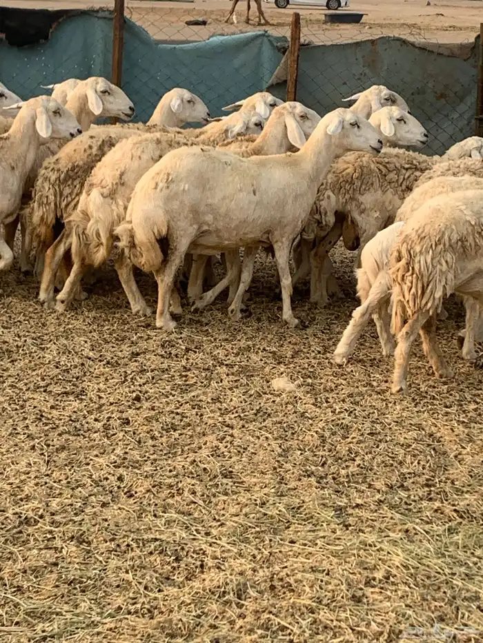 للبيع غنم حريات مواليد ودفيع 10