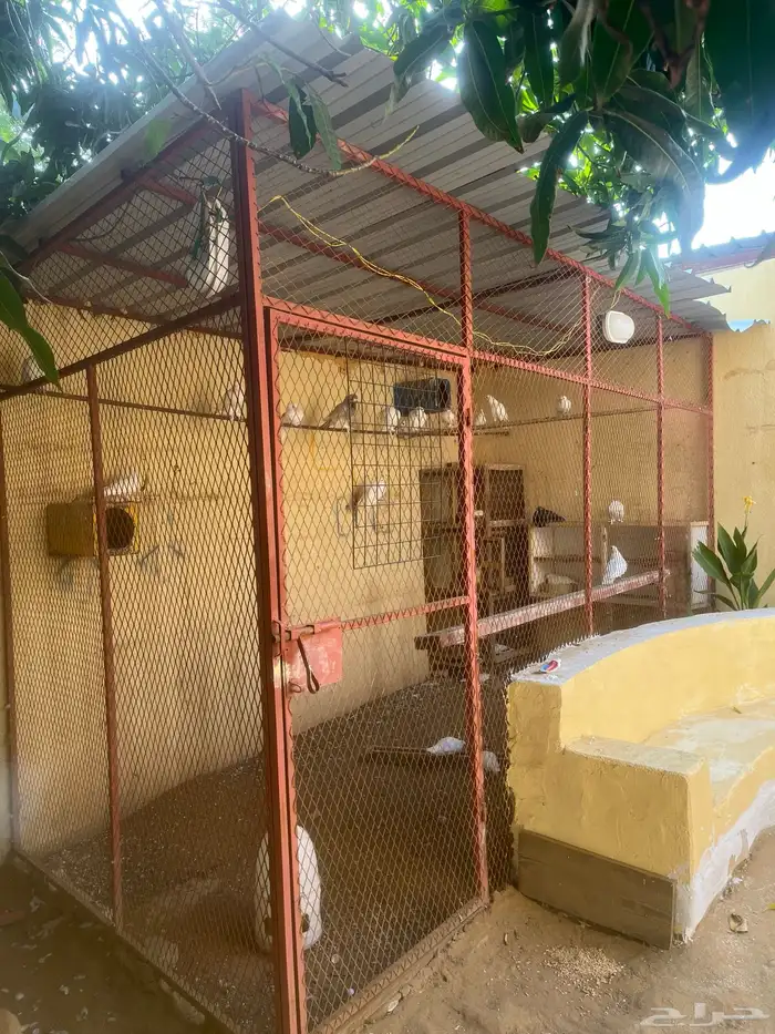 شبك قفص للبيع كيير 0