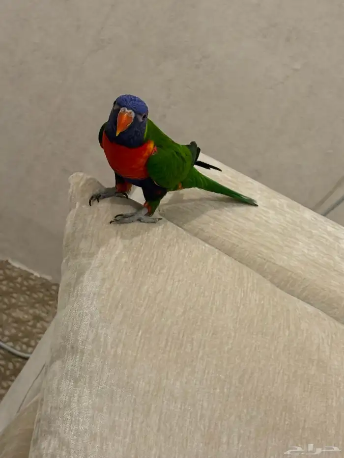 للبيع لوري هدد ومتكلم وصبغه قويه ولعوب طير منوة المربي 4