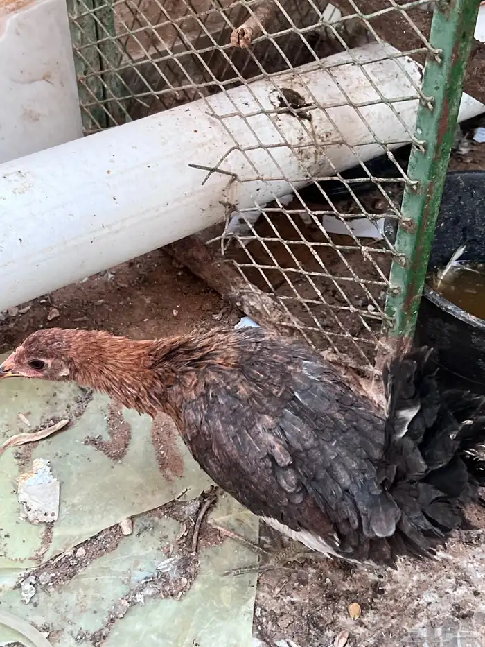 4 دجاجات وديك للبيع 13