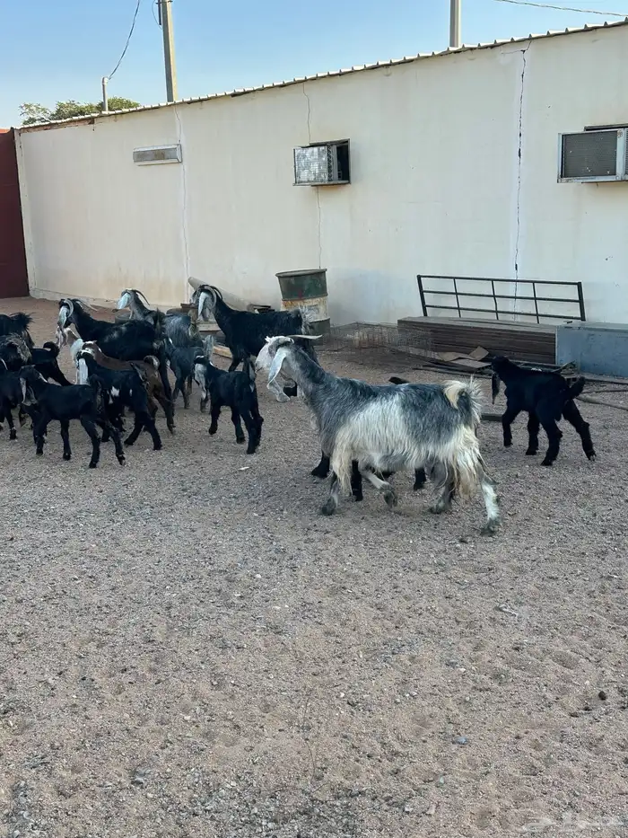 معزا مواليد 7حدرها 13 5