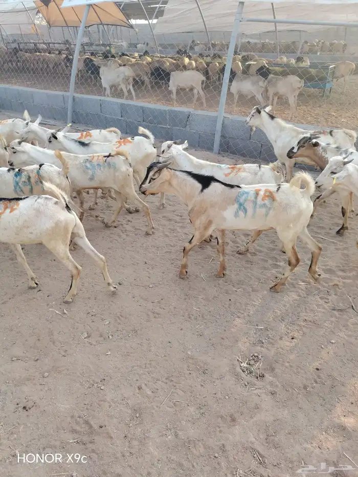 تيوس جذعان وثنيان جملة وتفريد 3