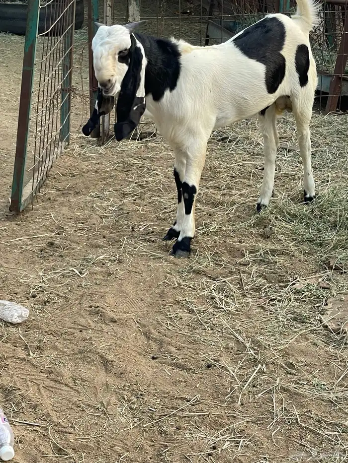 تيس هندي خرايط نادر 1