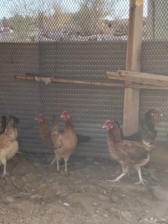 دجاج بلدي بياض شرط فواتح حمر 12