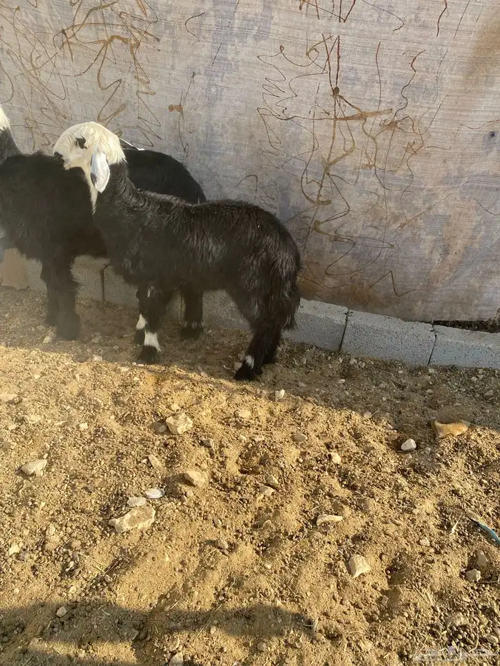 رخل نجدية طيبه 2