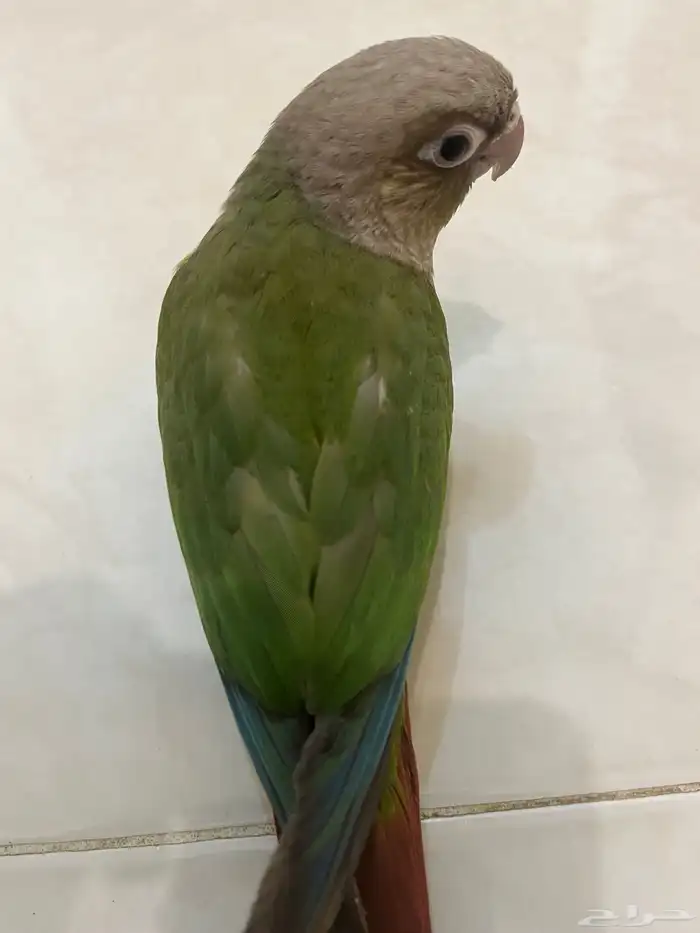 كنيور اليف 0