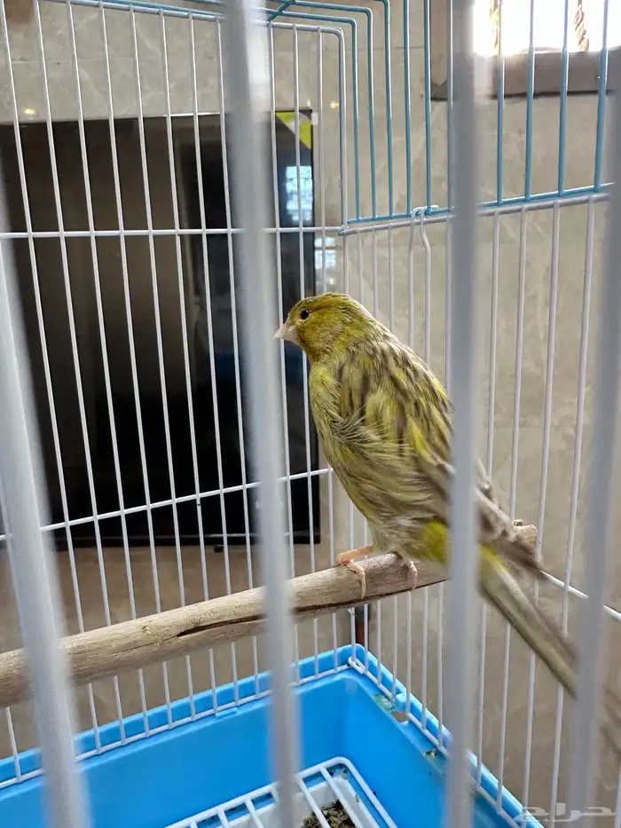 كناري تغريد 1