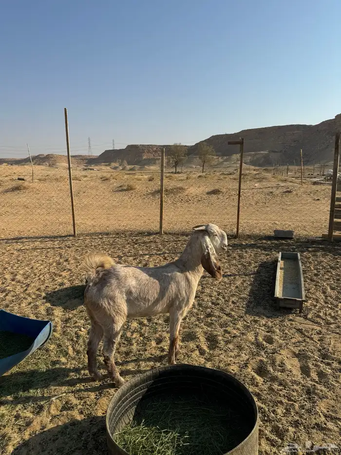 عنز ثنيه طيبه جدا فاخره العنز مقروعه لها حول شهر 5