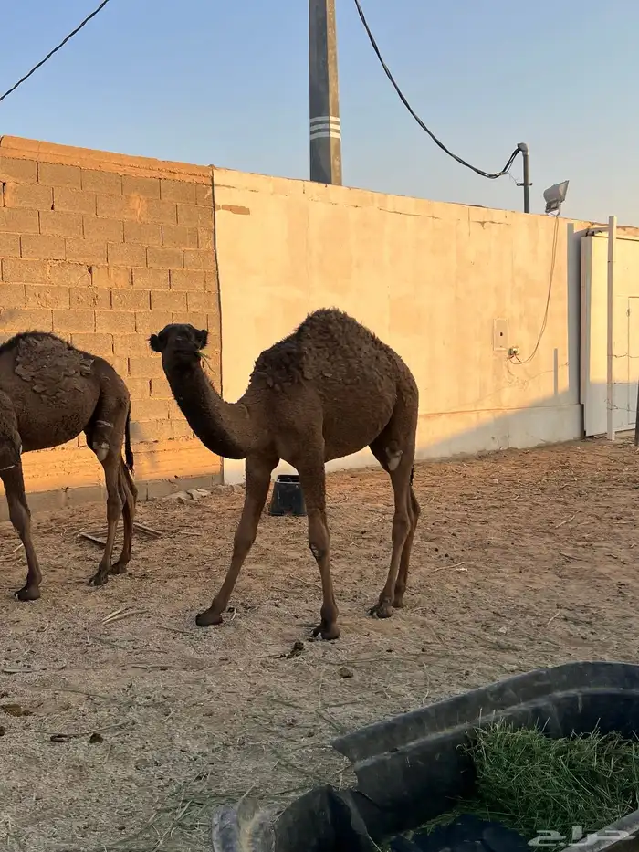 حشو طيبه للبيع 3