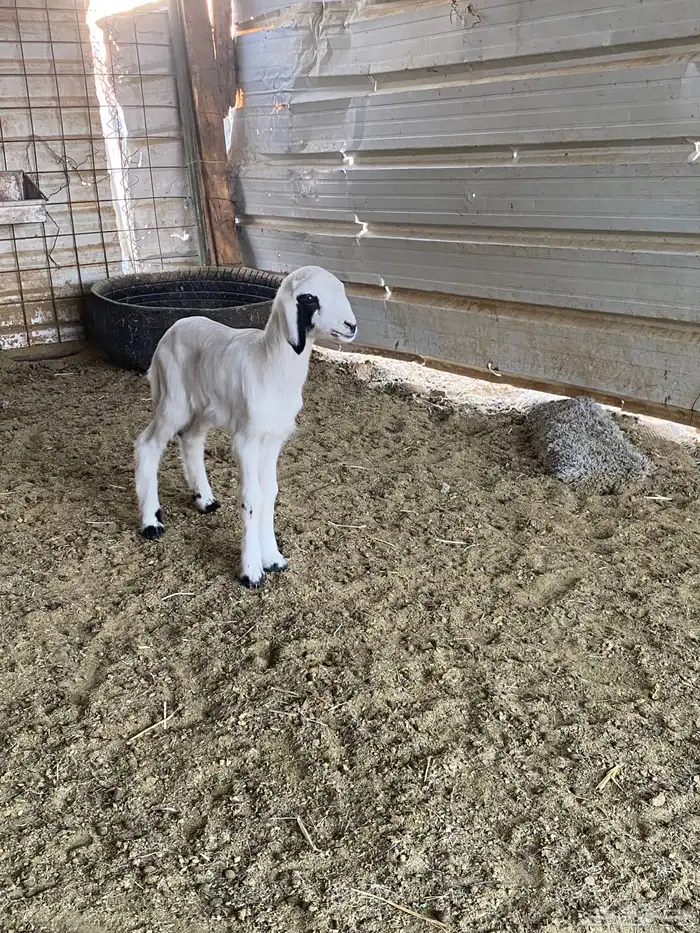 للبيع داغور خروف حري 2