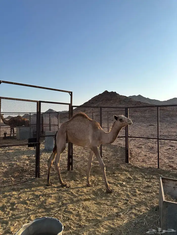 قعود ولد شاهين بعير حامد البلوي 0