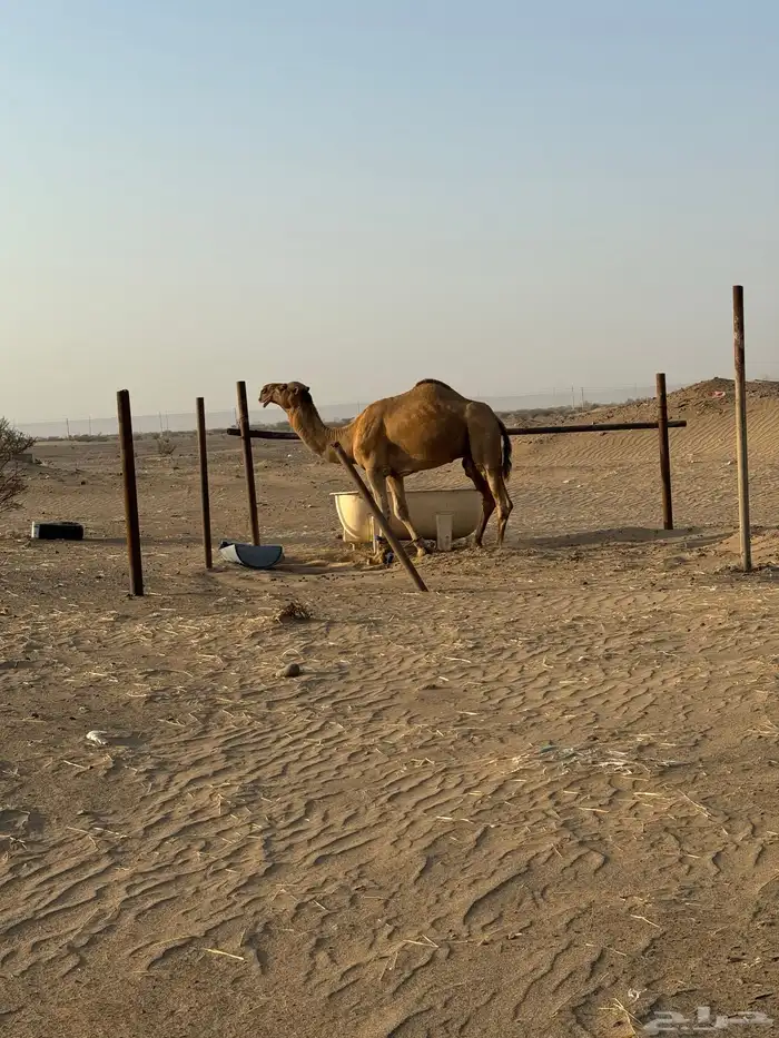 بعير احمر شمالي مشروط 2