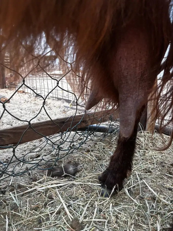 معزاء قبرصيات 3