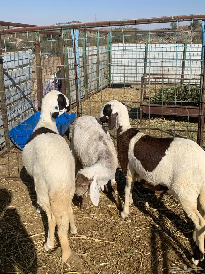 رخال سواكن تيلاد اعمار اربع لخمس شهور 2