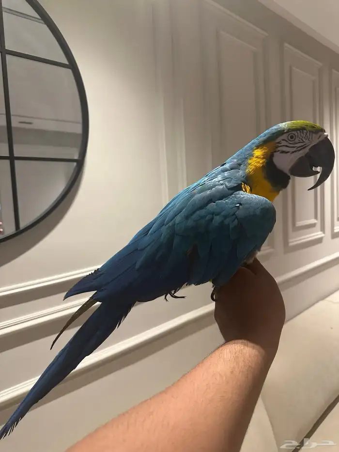 مكاو متكلم وهدد 0