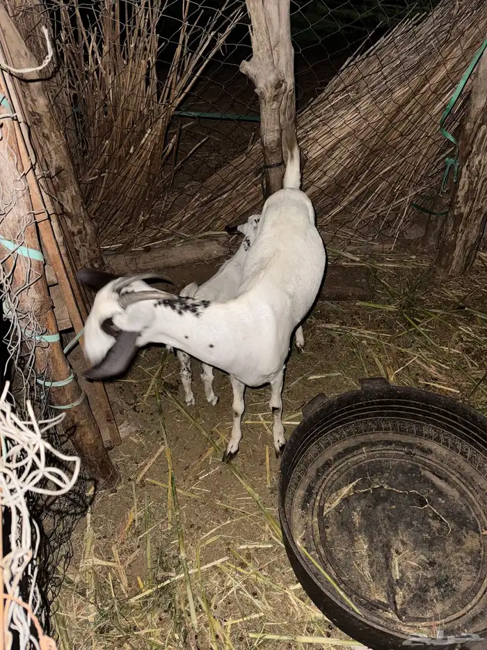 عنز بيشيه سنها جدع مطلع ثني تحتها جفره 4