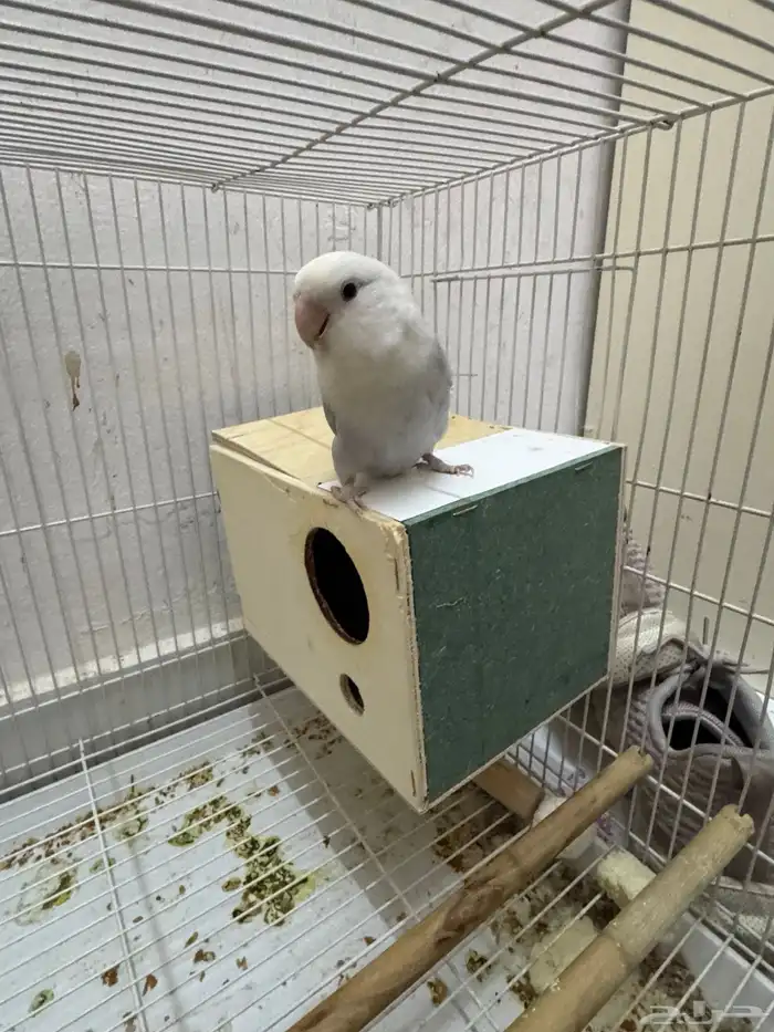 طيور الحب بادجى و روز للبيع 10