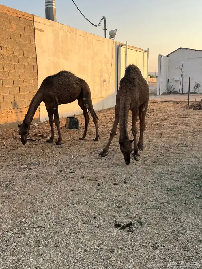 حشو طيبه للبيع 5