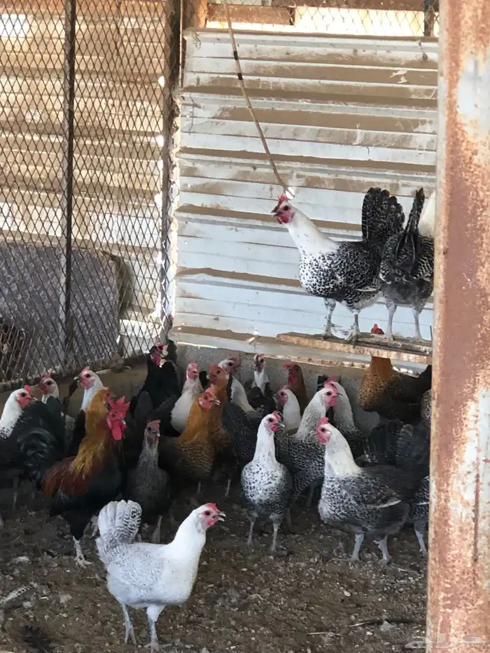 دجاج فيومي العدد 30 -  35 0