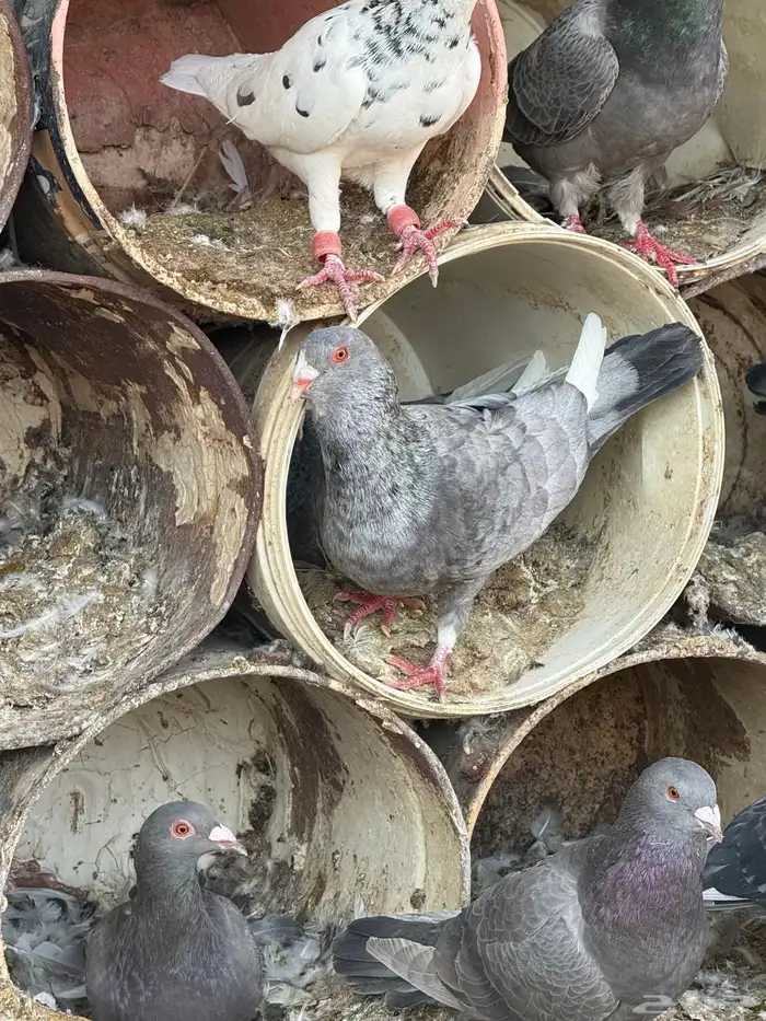 فواخر الحمام الخشن السوري 0