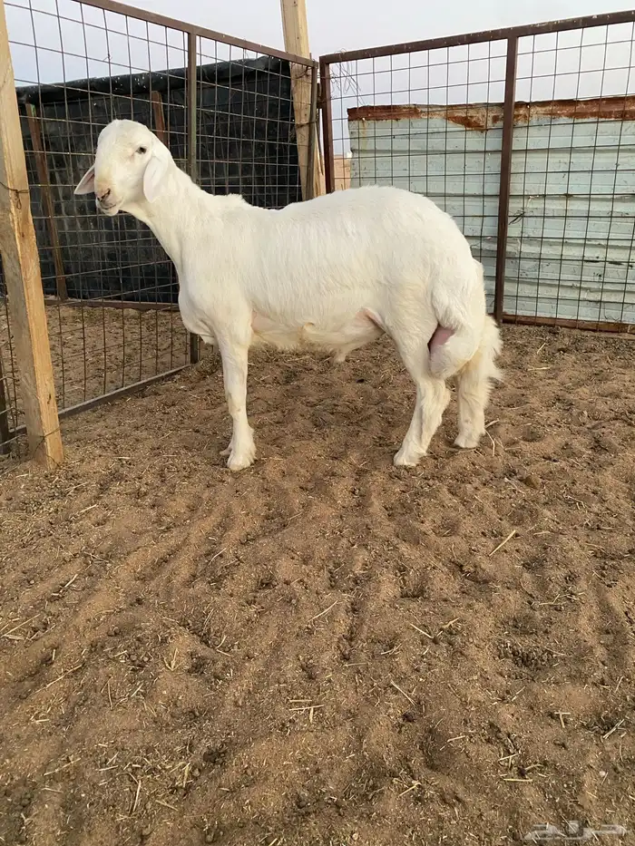 طلي حري صنف ونادر راس ملكي 3