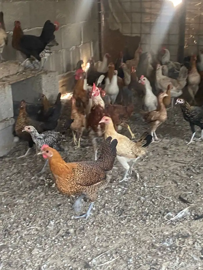 دجاج بلدي بياض للبيع 1