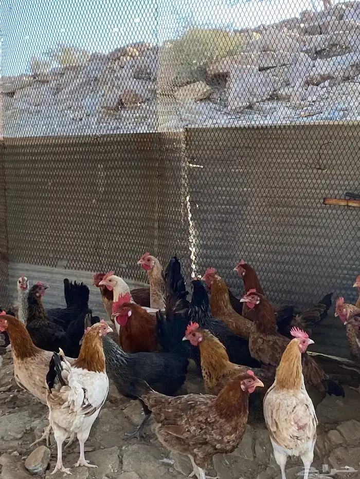 دجاج بلدي بياض شرط فواتح حمر 10