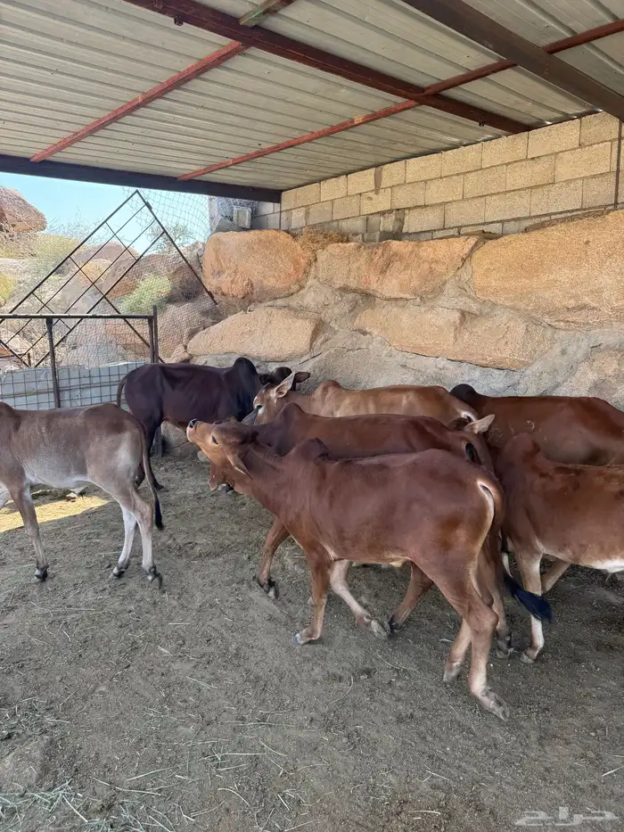 حسلان للبيع بلدي 4