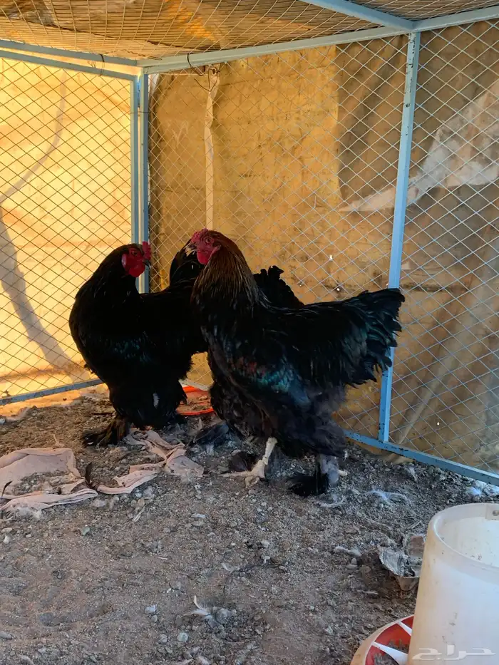 ديوك براهما الماني 3