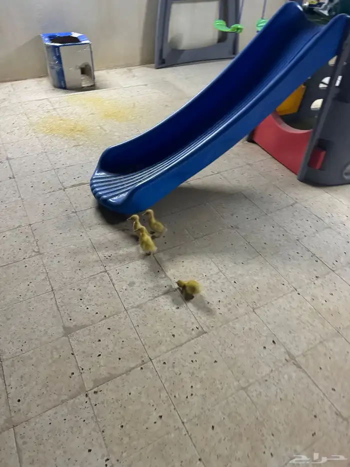 كتكوت بط كتاكيت وز 3