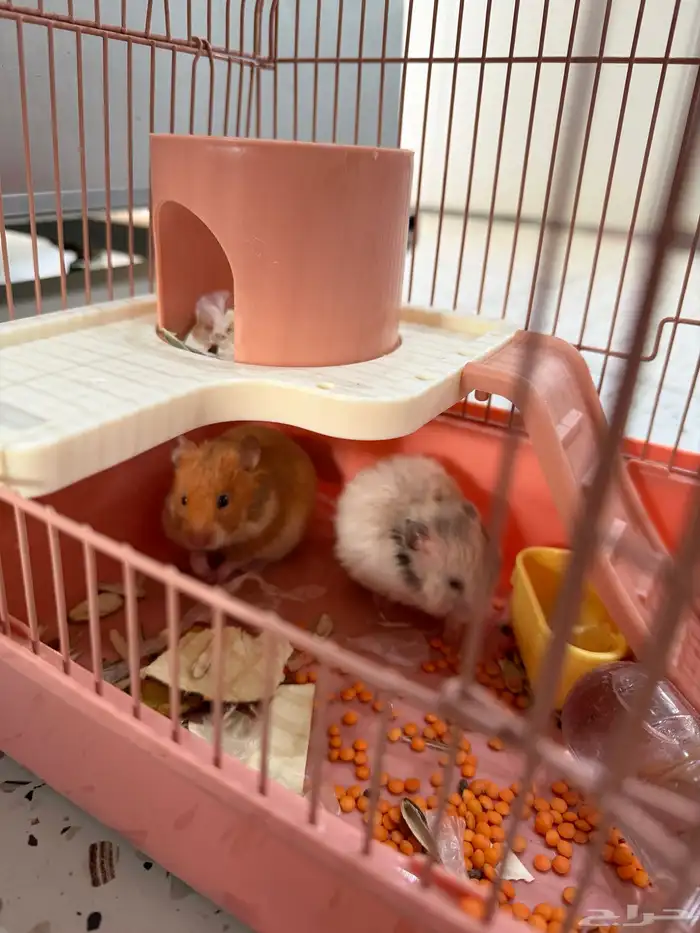 هامستر للبيع 1