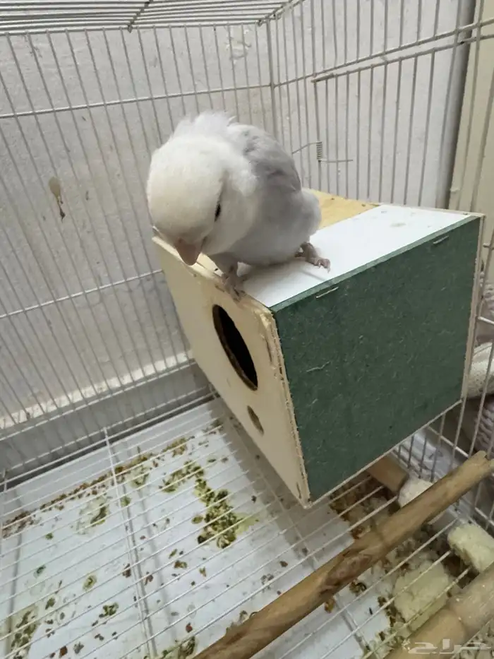 طيور الحب بادجى و روز للبيع 7