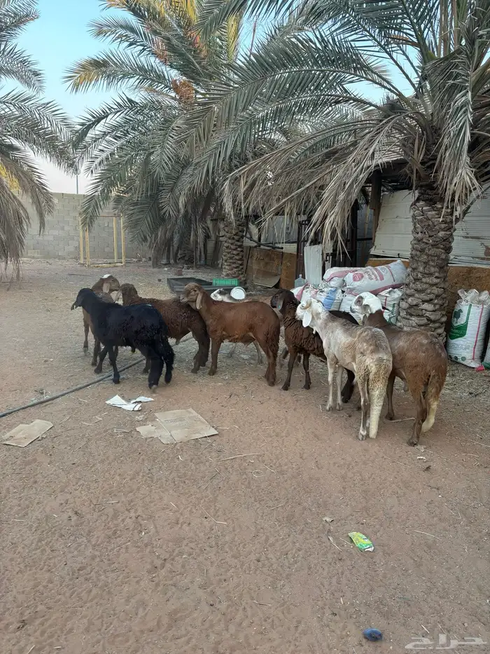 سواكن مرابي 1