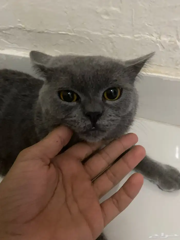 قط لتبني مع لتربوكس الموقع قرية العليا وفي توصيل النعيرية 0