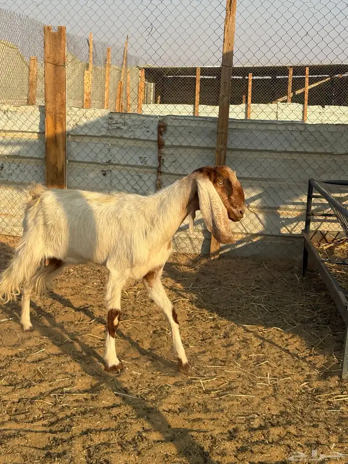 عنز مشروكه مصريه عارضيه تم البيع 1