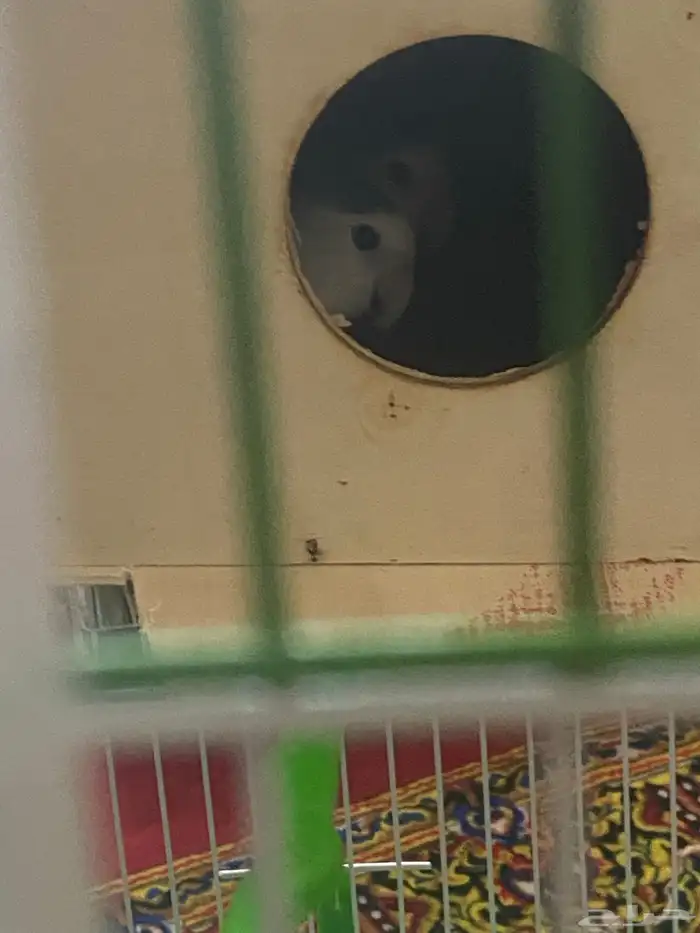 جوز روز أليف 1