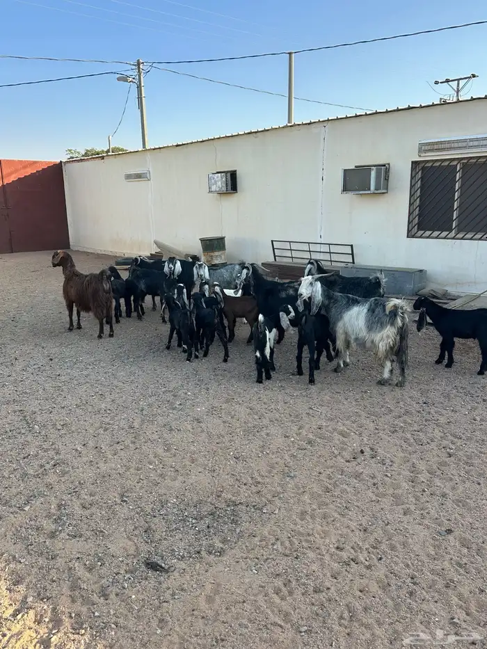 معزا مواليد 7حدرها 13 7