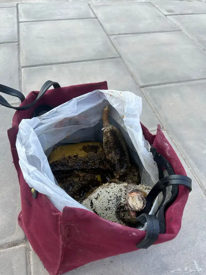 عسل أصلي 100 4