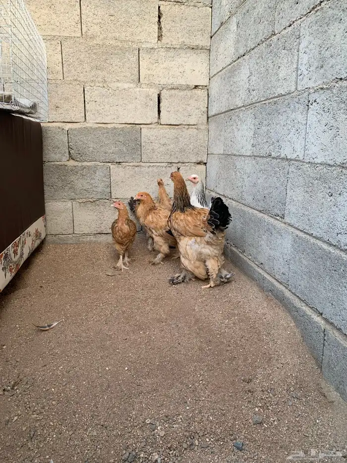 دجاج براهما 0