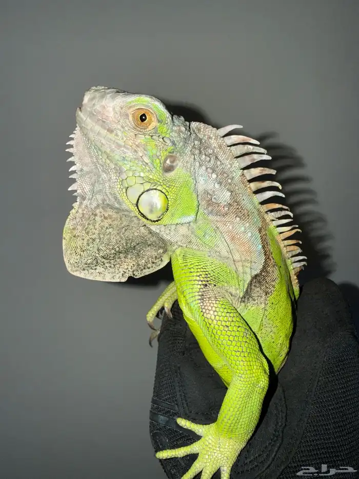 أغوانا خضراء للبيع بصحة ممتازة 1