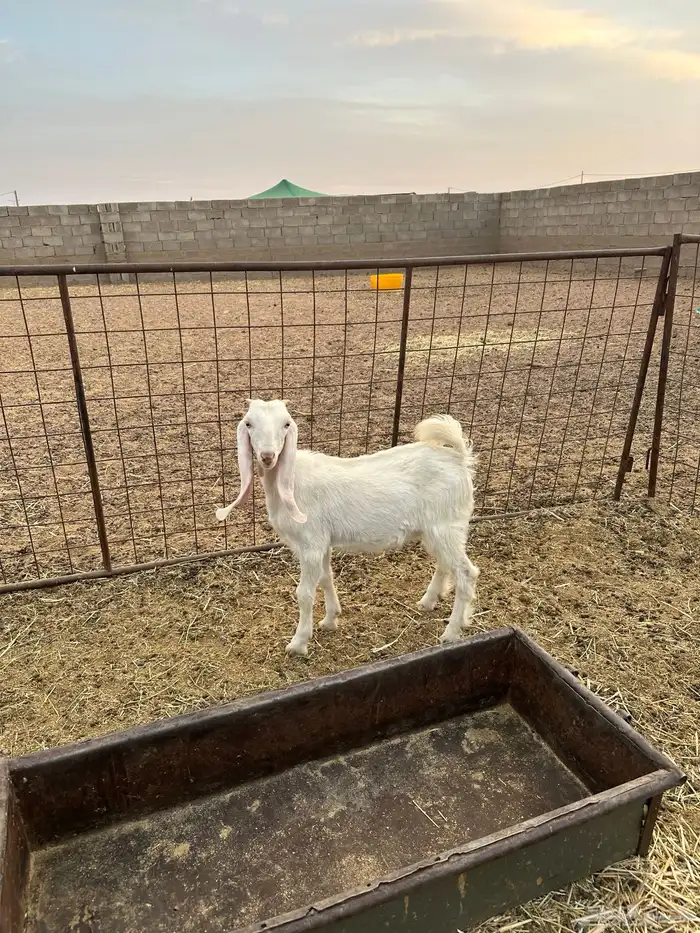 جفره هولندية 1