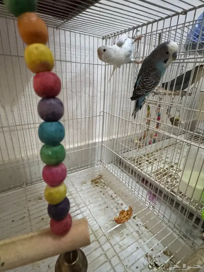 طيور الحب بادجى و روز للبيع 1