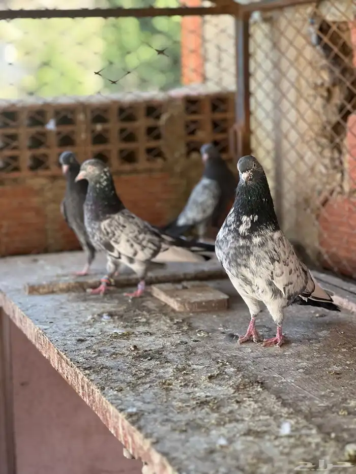 حمام بكساتني 3