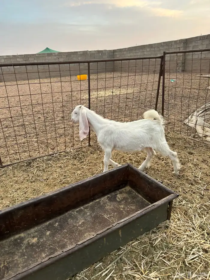 جفره هولندية 3