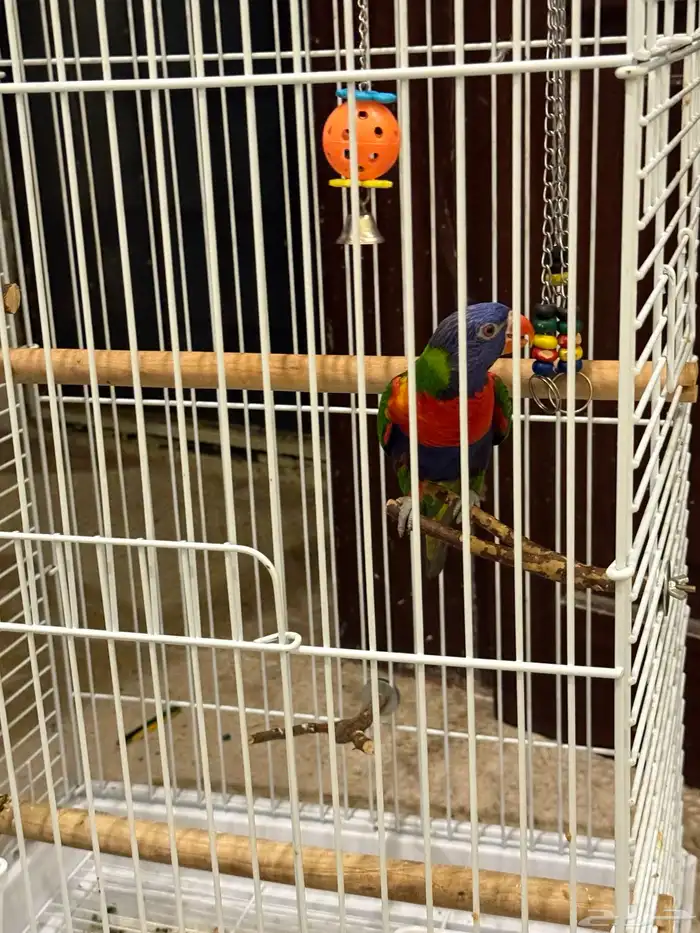 للبيع لوري هدد ومتكلم وصبغه قويه ولعوب طير منوة المربي 5