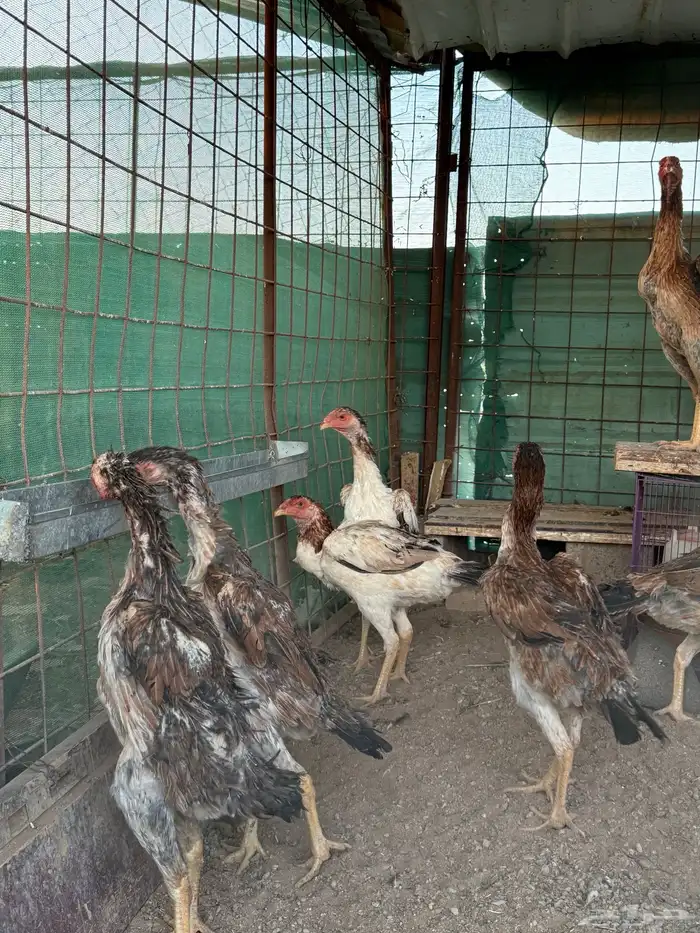 دجاج شامو ياباني 3