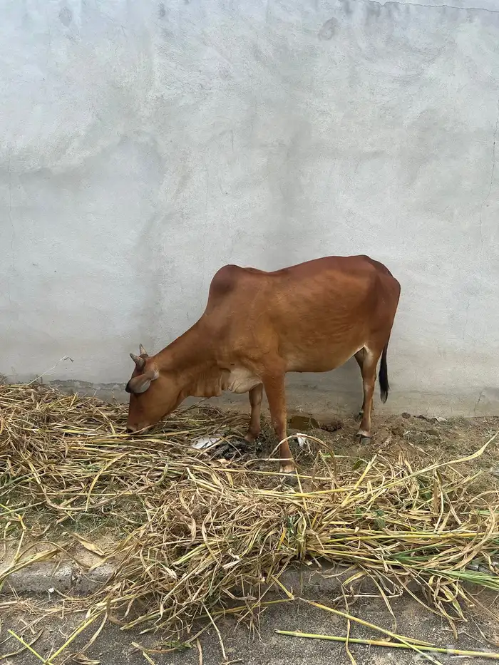 ماشاءالله بقر بلديه طيبه عمرها سديس رعويه هاديه 1